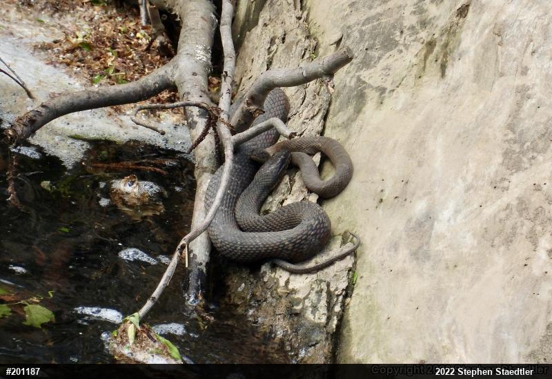 Northern Watersnake