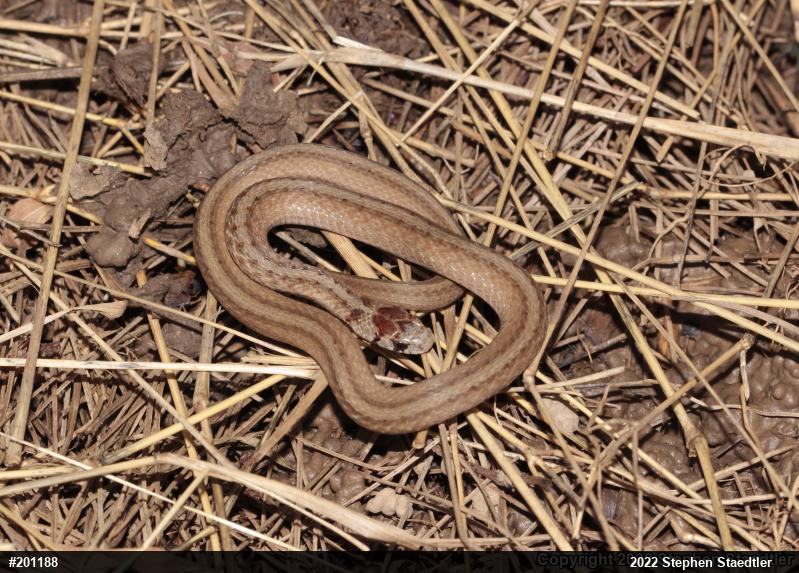 Dekay's Brownsnake