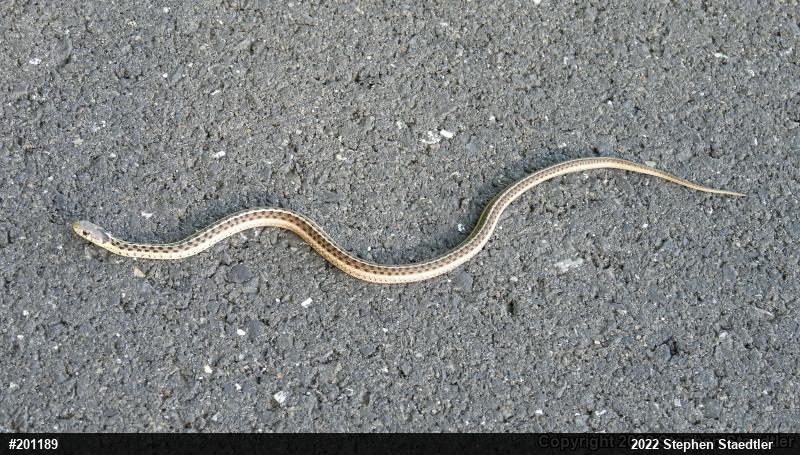 Eastern Gartersnake