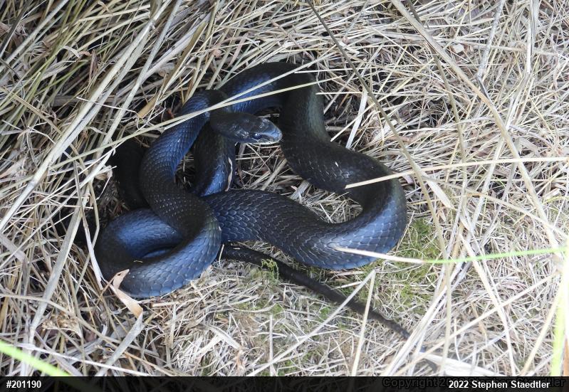 Northern Black Racer