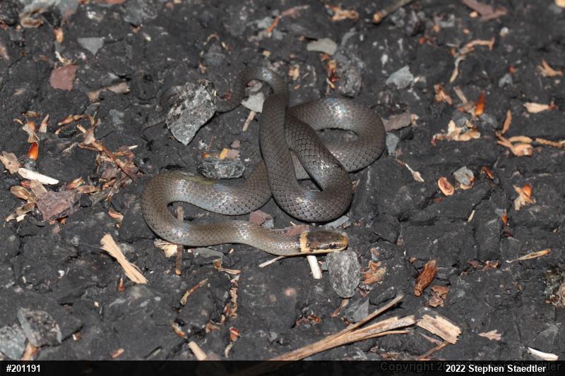 Northern Ring-necked Snake