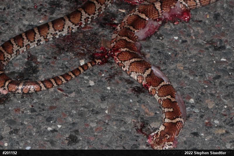Eastern Milksnake