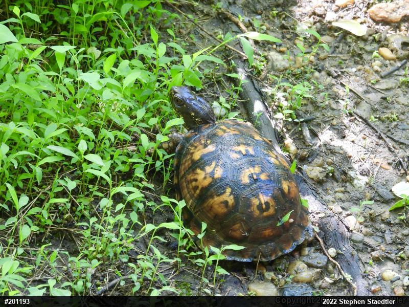 Eastern Box Turtle