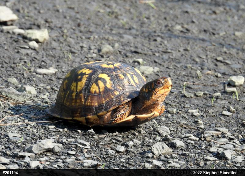 Eastern Box Turtle