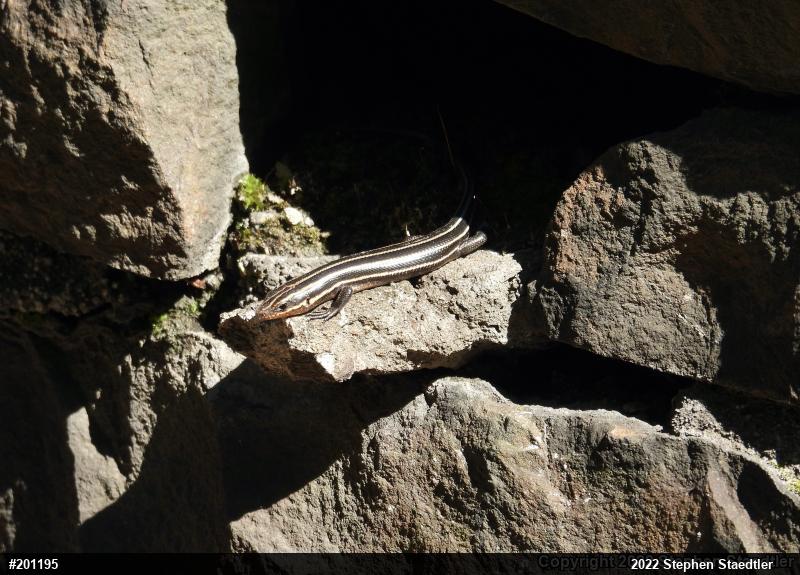 Common Five-lined Skink