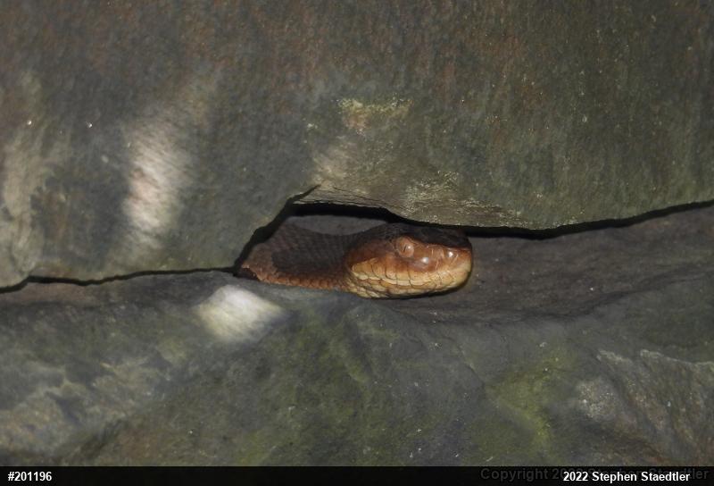 Northern Copperhead