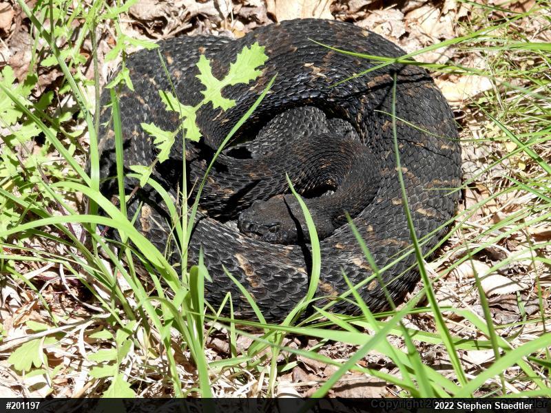 Timber Rattlesnake