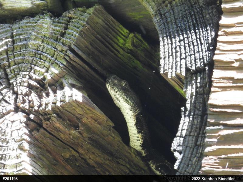 Timber Rattlesnake