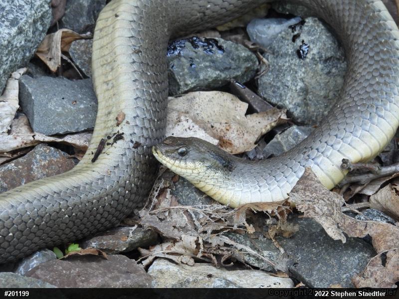 Eastern Hog-nosed Snake