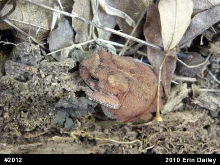 Eastern American Toad