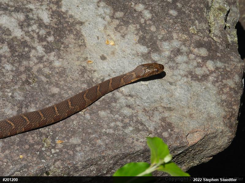 Northern Watersnake