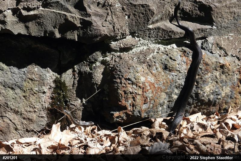 Eastern Ratsnake