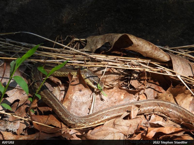 Eastern Gartersnake