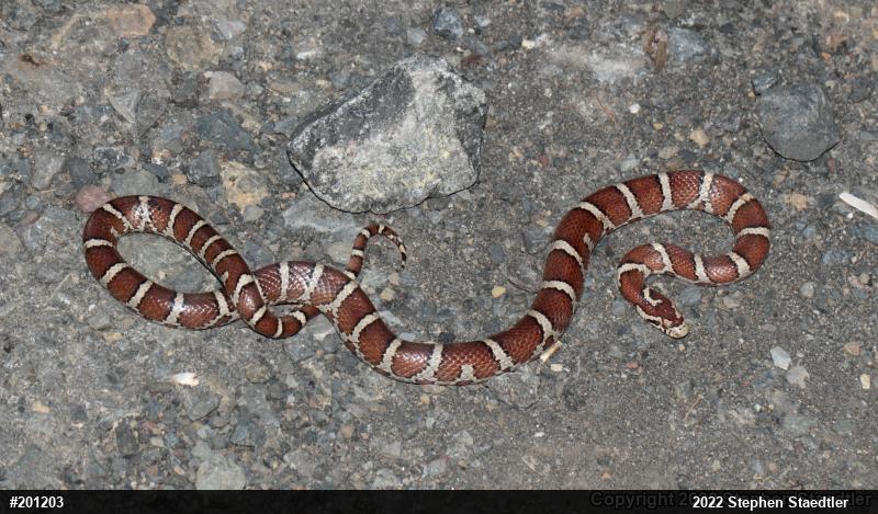 Eastern Milksnake