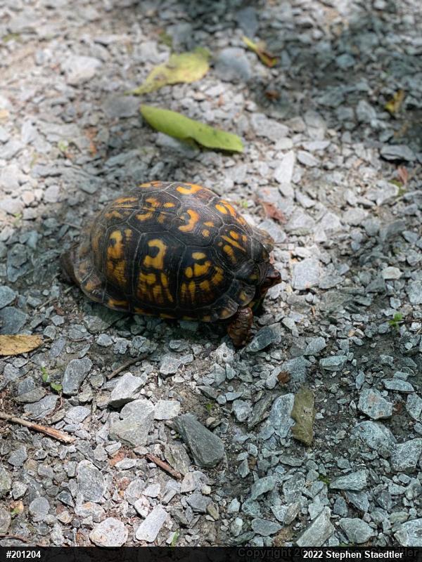Eastern Box Turtle
