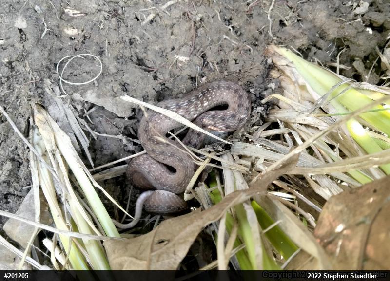 Dekay's Brownsnake