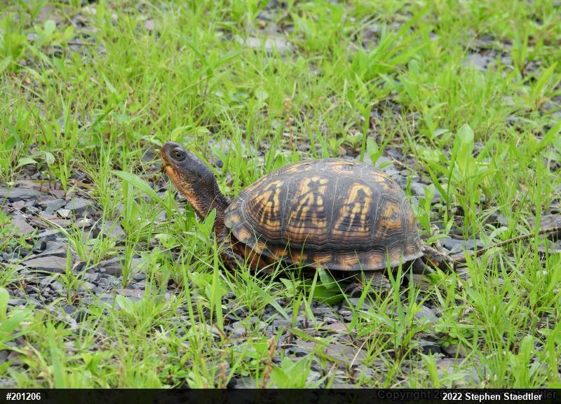 Eastern Box Turtle