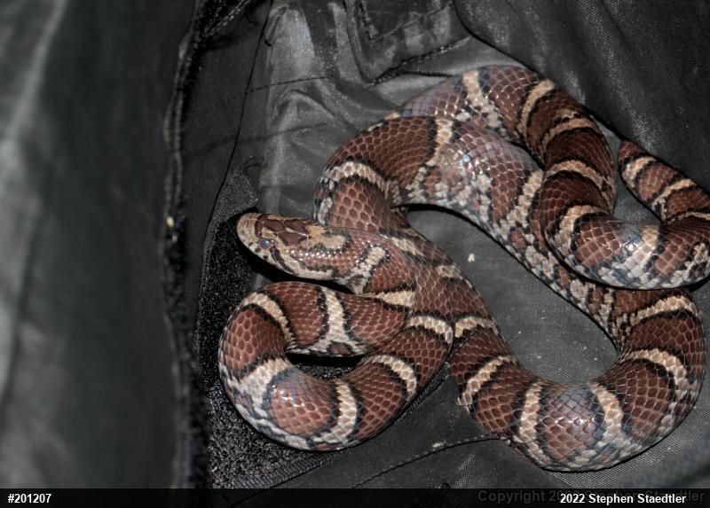 Eastern Milksnake