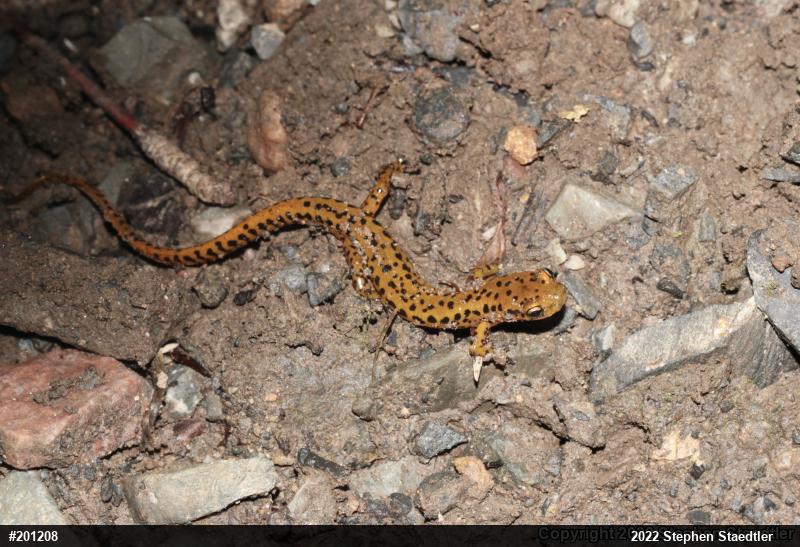 Eastern Long-tailed Salamander
