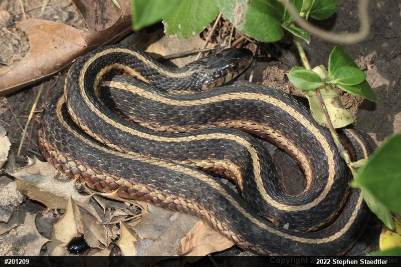 Eastern Gartersnake