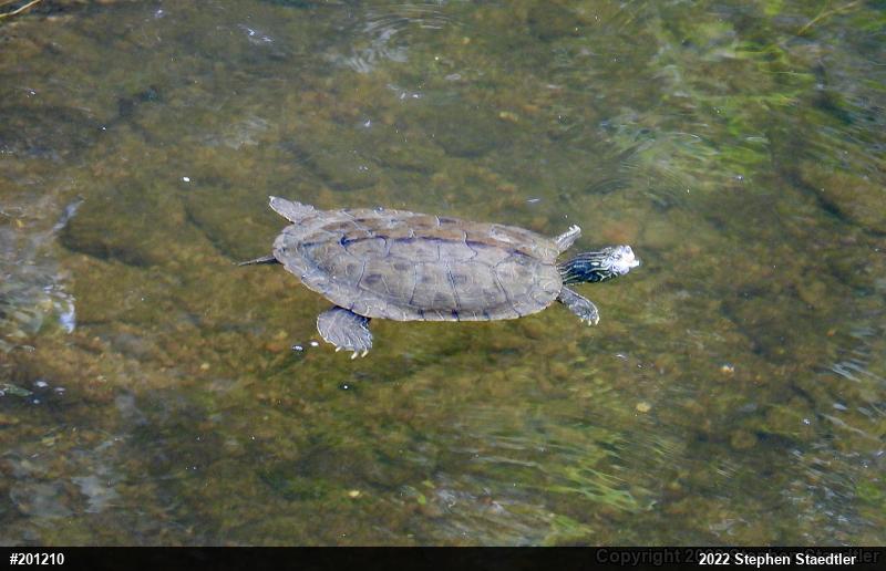 Northern Map Turtle