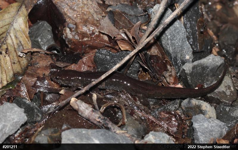 Northern Dusky Salamander