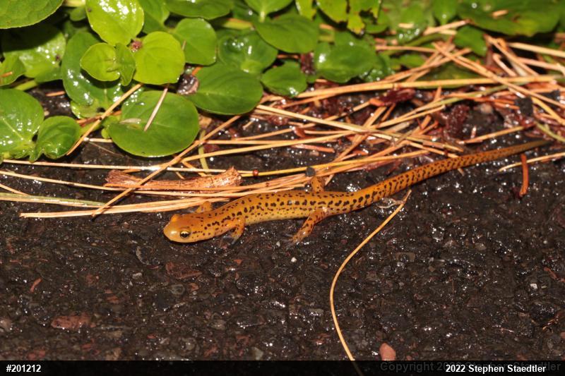 Eastern Long-tailed Salamander