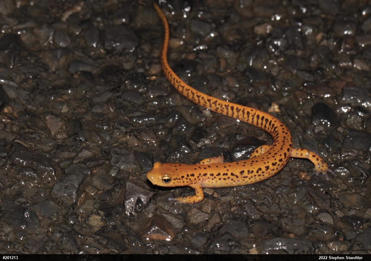 Eastern Long-tailed Salamander