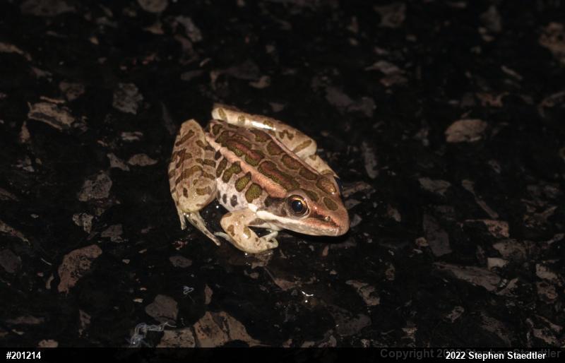 Pickerel Frog