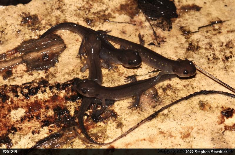 Spotted Salamander
