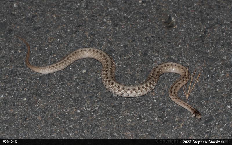 Dekay's Brownsnake