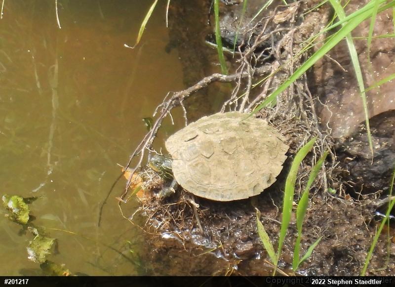 Northern Map Turtle