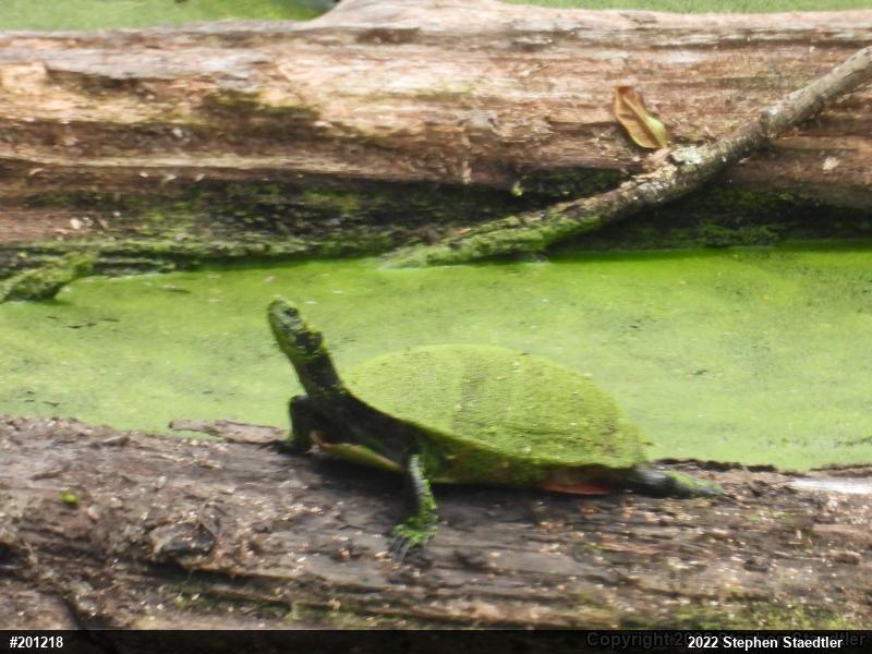 Redbelly Turtles