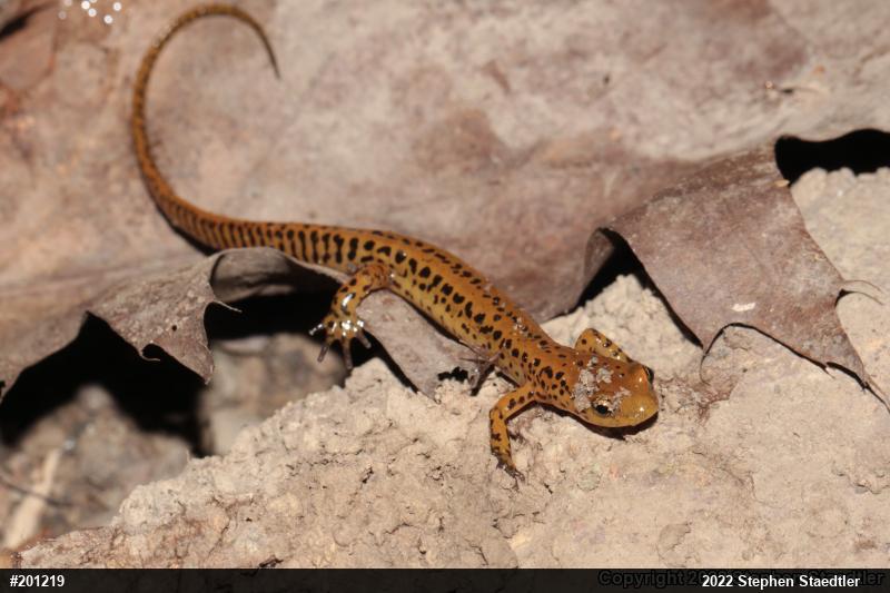 Eastern Long-tailed Salamander