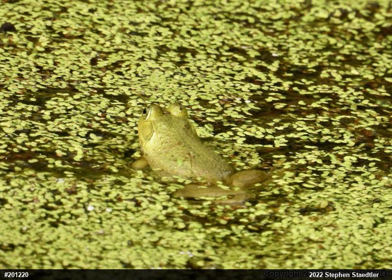 American Bullfrog