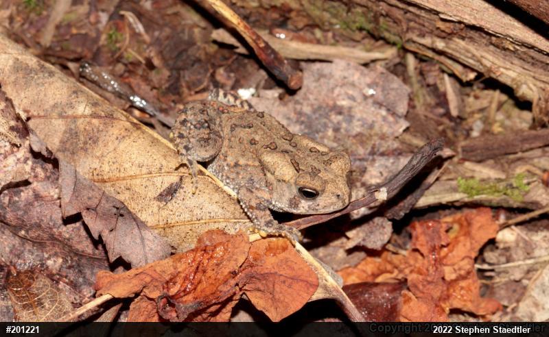 Eastern American Toad