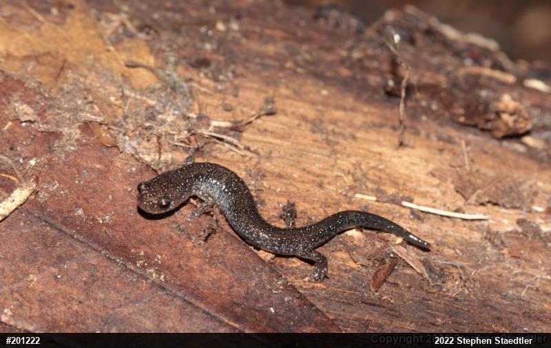 Eastern Red-backed  Salamander