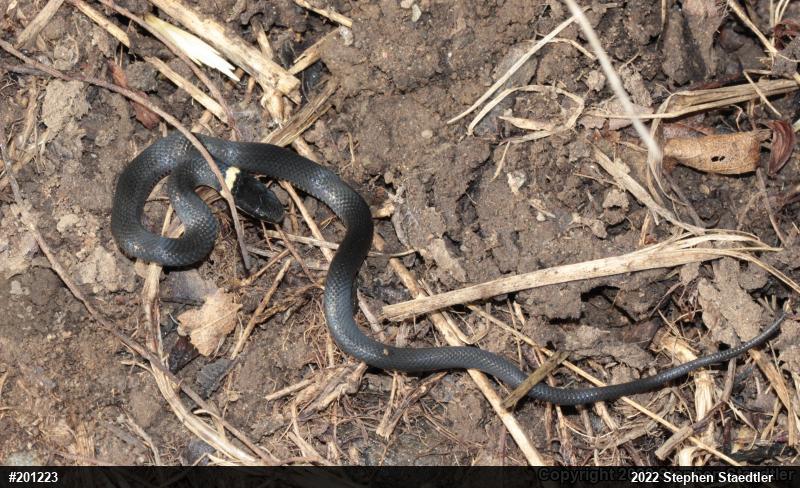 Northern Ring-necked Snake