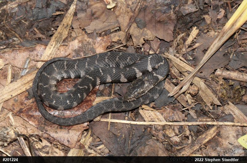 Northern Watersnake