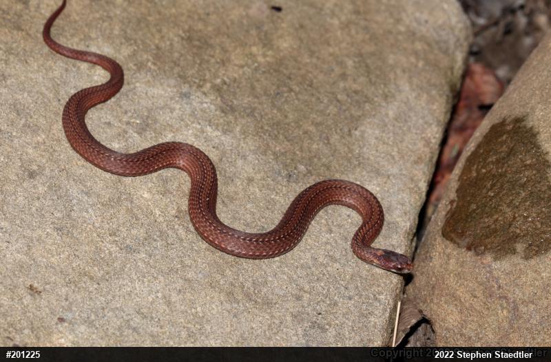 Red-bellied Snake