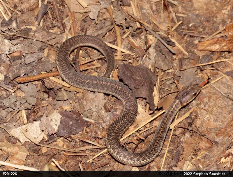Eastern Gartersnake