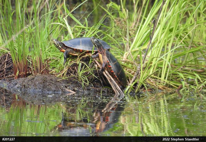 Painted Turtle