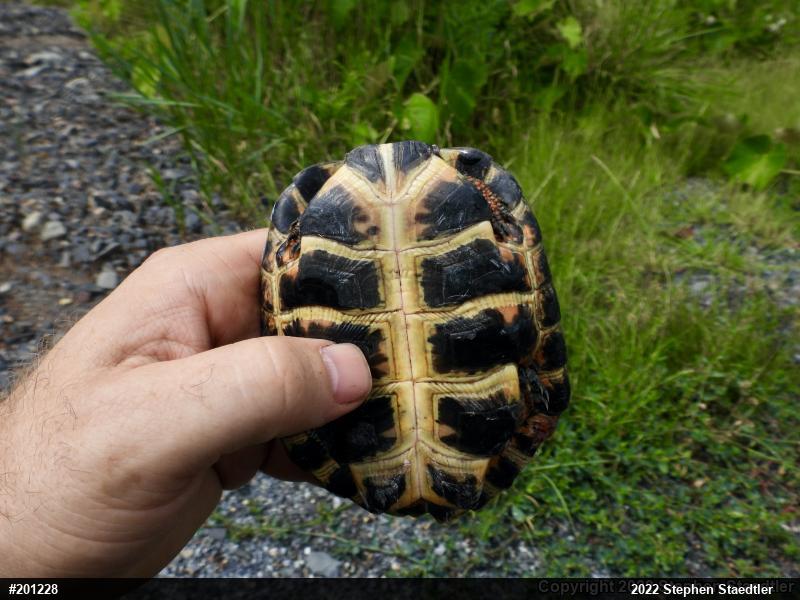 Wood Turtle
