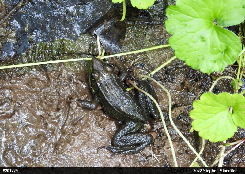 Green Frog