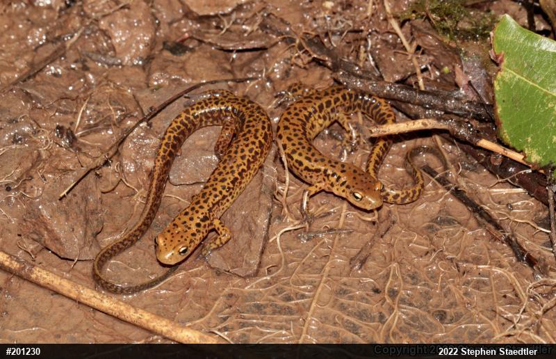 Eastern Long-tailed Salamander