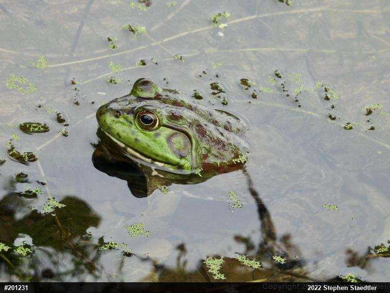 American Bullfrog