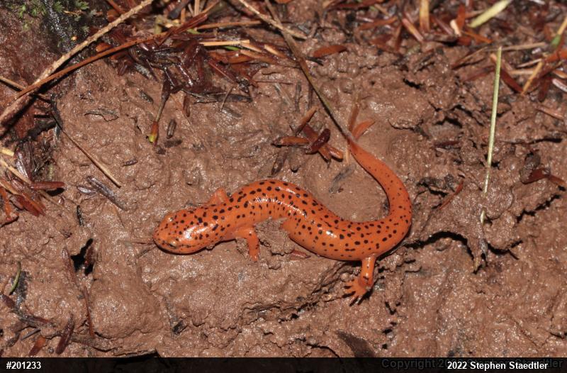 Northern Red Salamander