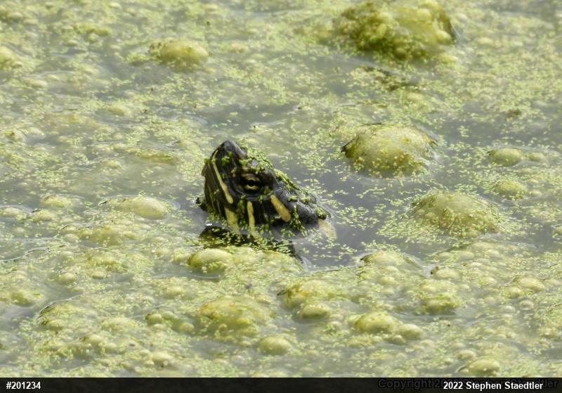 Painted Turtle