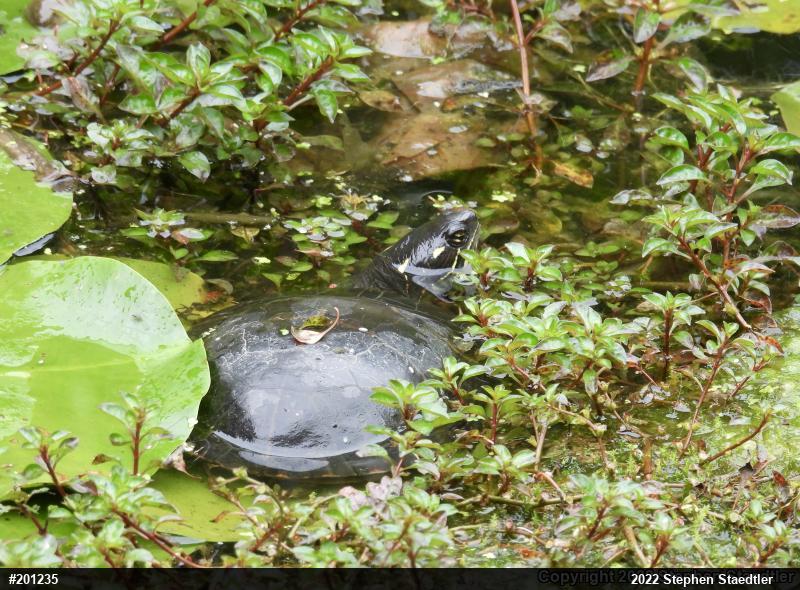 Painted Turtle