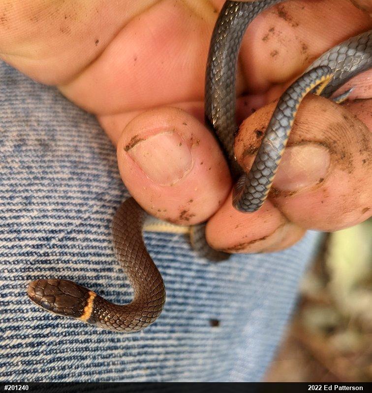Northern Ring-necked Snake